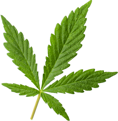 https://belvederecannabisdocs.com/wp-content/uploads/2018/12/marijuana_leaf_extra_large.png